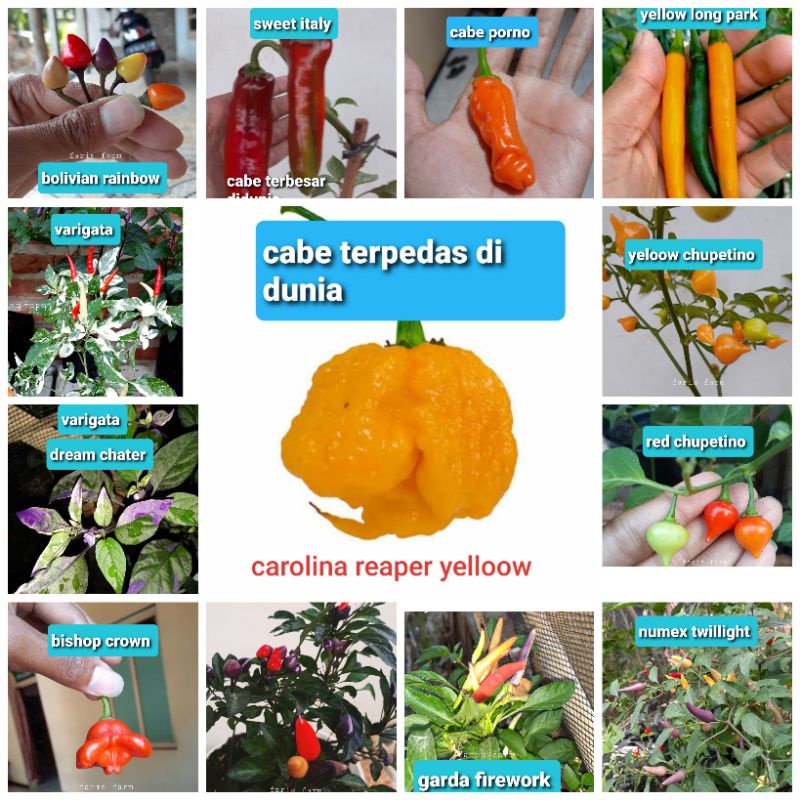 PAKET benih cabe hias 12 jenis