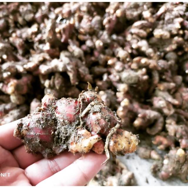 

Jahe merah segar 1 kg