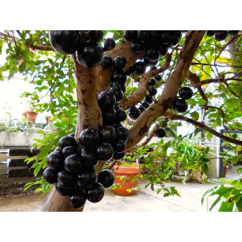 Bibit Anggur Pohon Brazil