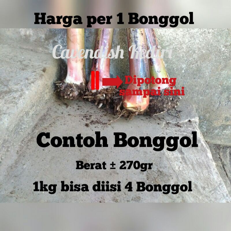 Bonggol pisang cavendish / Bibit pisang cavendish grand nain / 1kg bisa diisi 4 bonggol