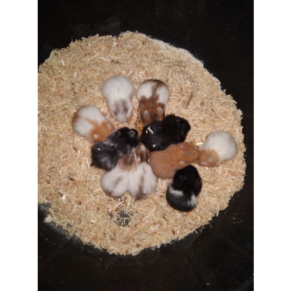 hamster Syria / syrian / sirian short hair