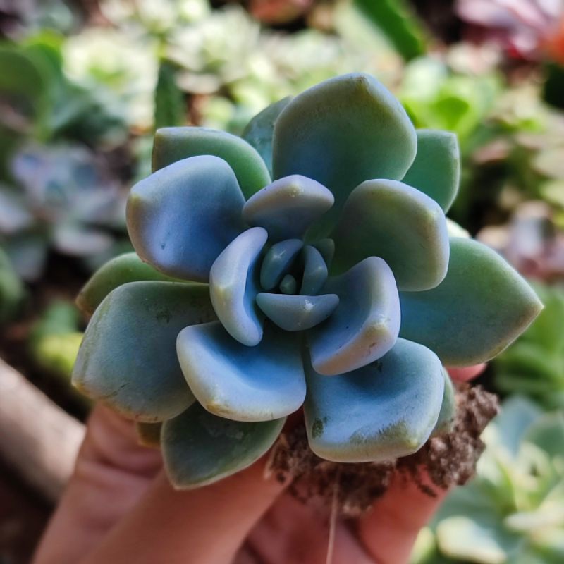 Sukulen Graptoveria Supreme Echeveria Opalina Murah