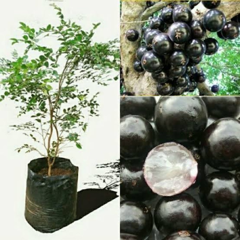 tanaman hias kupak landak anggur brazil kupa landak tanaman buah