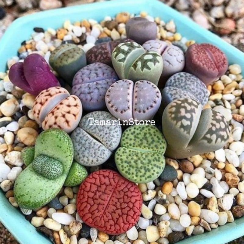 Biji Benih Bibit Sukulen - Lithops Si Batu Hidup The Living Stone Sukulen Seeds - Import