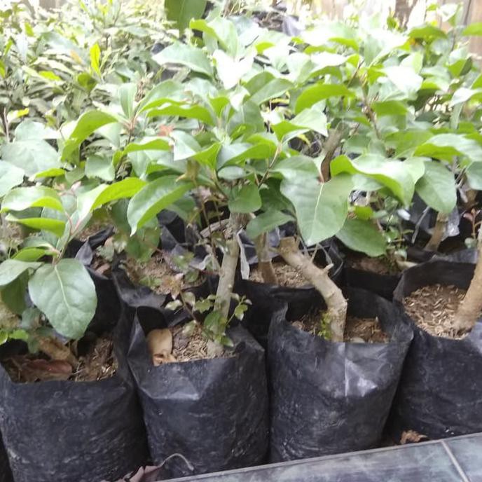 Bibit Tanaman Buah Plum Aussie Pohon Bibit Buah Plum Dm”