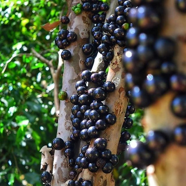 Jaboticaba BELI 1