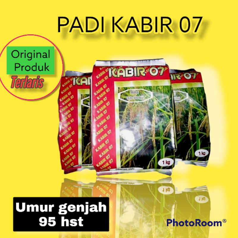 PADI KABIR 07 SUPER PREMIUM |BENIH PADI LOKAL