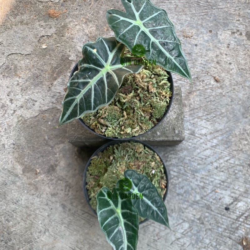 ALOCASIA / ALOKASIA PARASOL