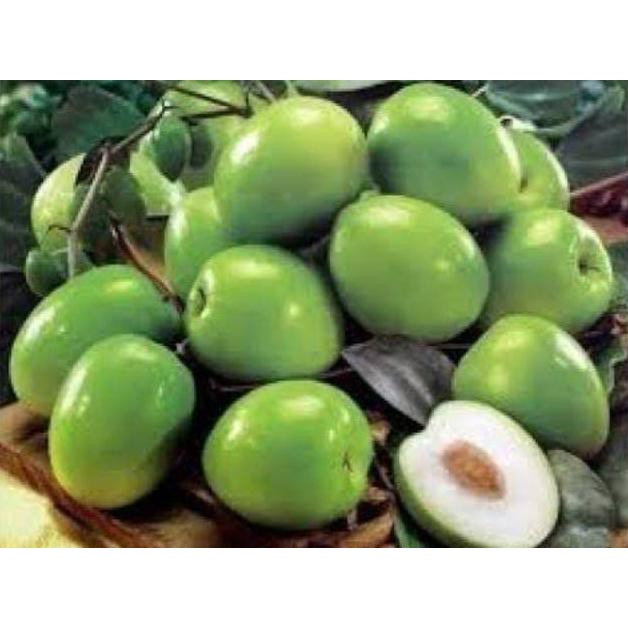 Bibit Tanaman Buah Apel Putsa/Pohon Buah Apel Putsa Siap Berbuah/Apel india