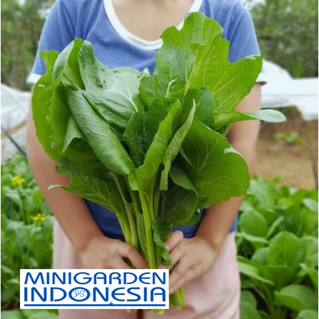 500 Benih Sawi Caisim Tosakan Panah Merah biji bibit tanaman sayuran hidroponik