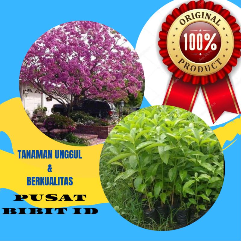 Bibit tabebuya merah