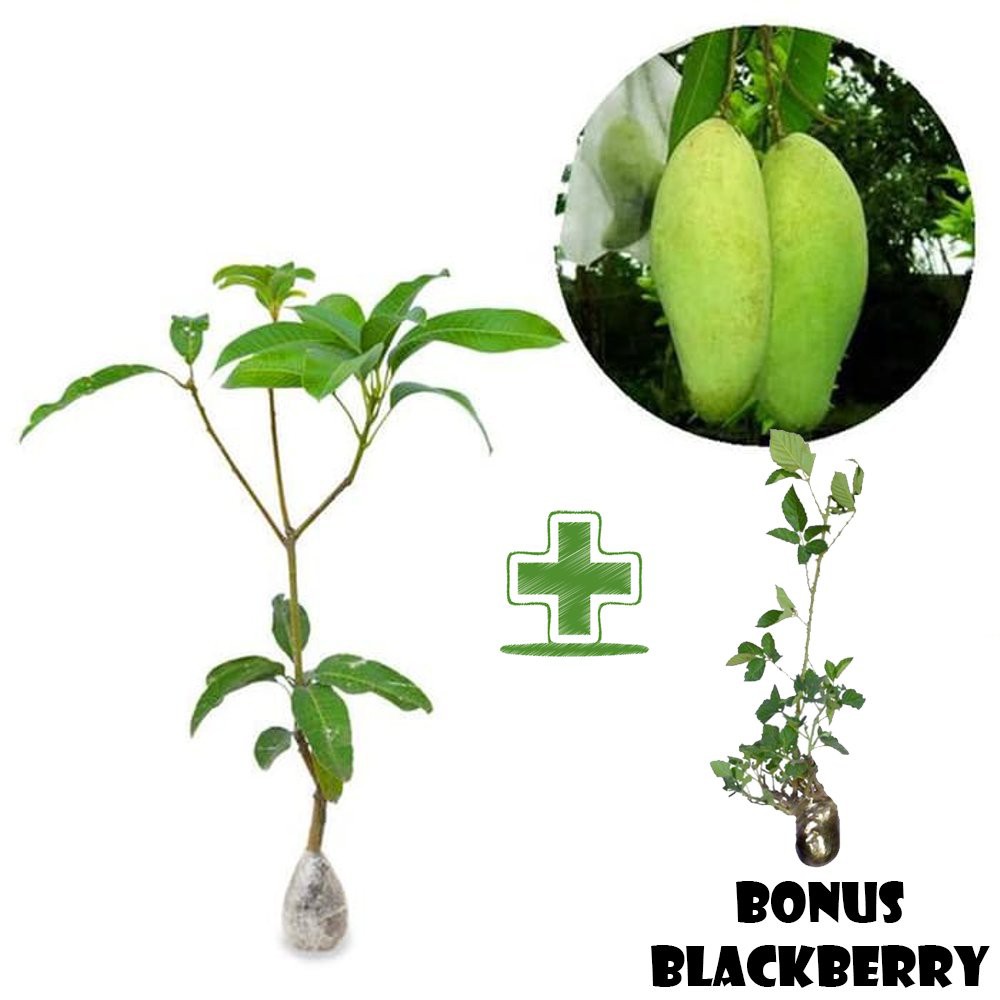 Tanaman Buah Mangga Golek India BONUS Bibit Blackberry