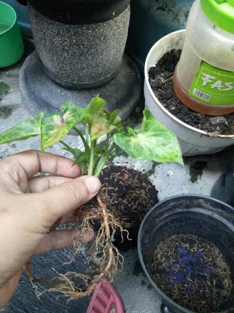 Tanaman Hias Syngonium Mini Maria Allusion