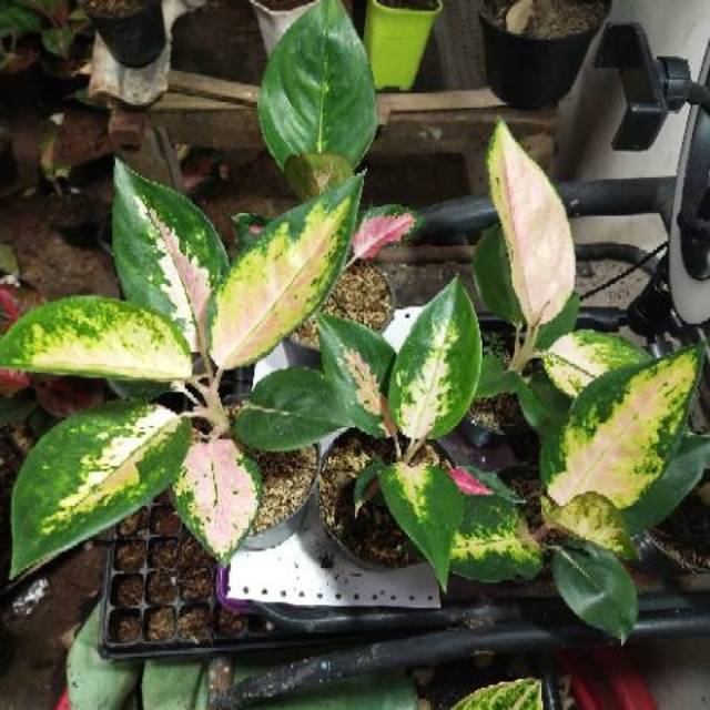 Aglaonema red kocin