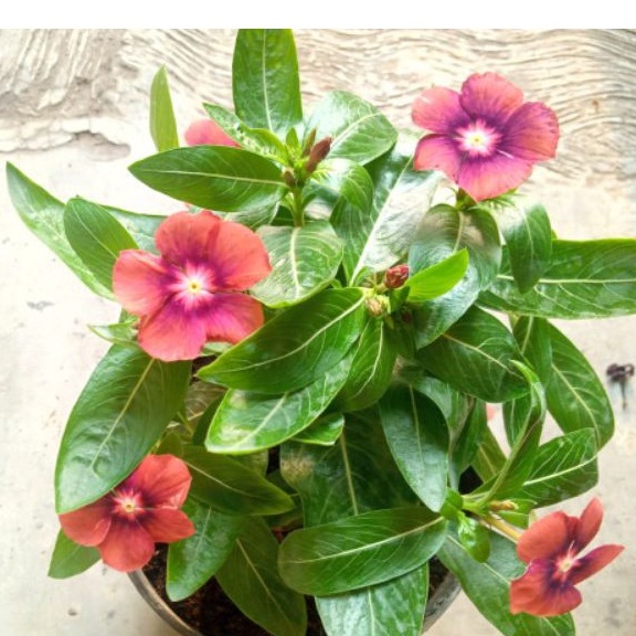 tanaman hias vinca /vinca tatto/vinca exotis/bunga vinca-tanaman hidup
