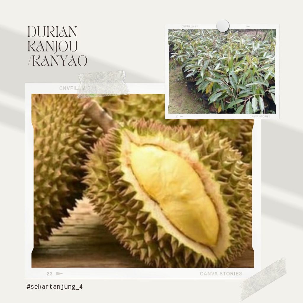 Bibit tanaman buah durian kanyao asli Thailand
