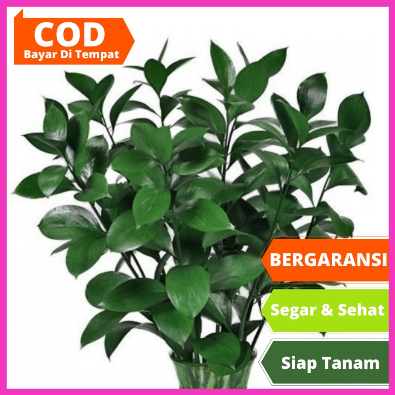 Tanaman Bunga Hias Hidup Daun Ruskus Bibit Flower Media Tanam Benih Pot  Polybag Asli Termurah
