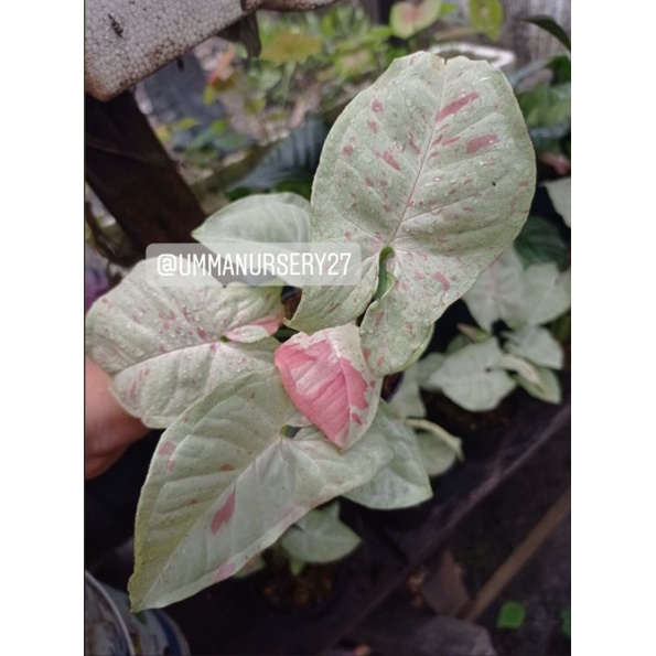 Tanaman Hias Syngonium milk Confetti / singonium milk Confetti import