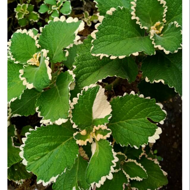 Tanaman hias miana hijau putih