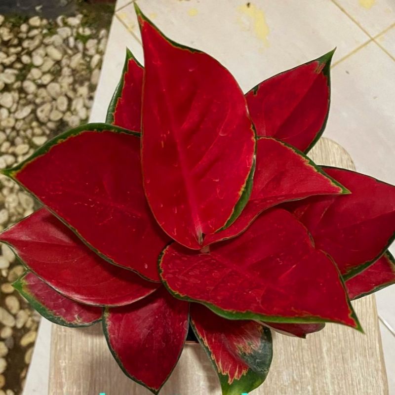 Aglonema Suksom Jaipong Tanaman Hias Bunga Aglaonema Murah Merah BUKAN bonggol bibit - tanaman hias hidup - bunga hidup - bunga aglonema - aglaonema merah - aglonema merah - aglonema murah - aglaonema murah