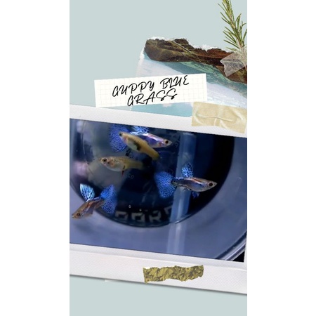 Guppy Blue Grass Sepasang Murah