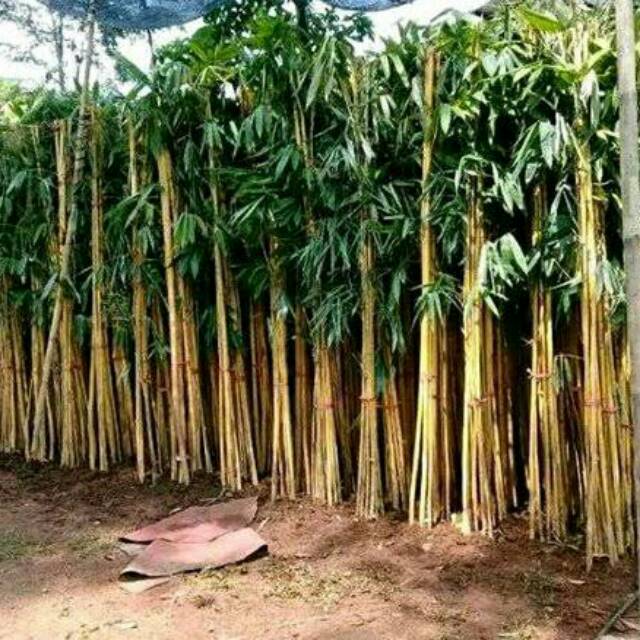 Pohon bambu kuning - Bambu panda - Tanaman pagar bambu kuning