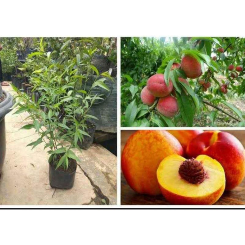 bibit buah persik