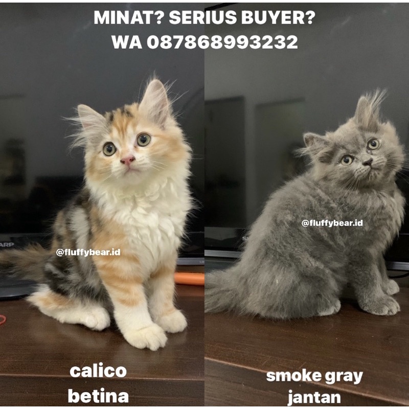 KITTEN KUCING PERSIA/KUCING RAS PERSIA FLATNOSE/KUCING PERSIA MIX RAGDOLL MIX ANGGORA