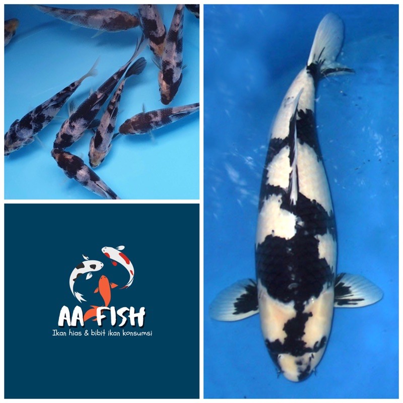 Ikan koi Shiro utsuri - Ikan hias - ikan koi