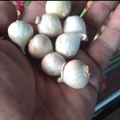 

bawang putih tunggal segar- 500gram