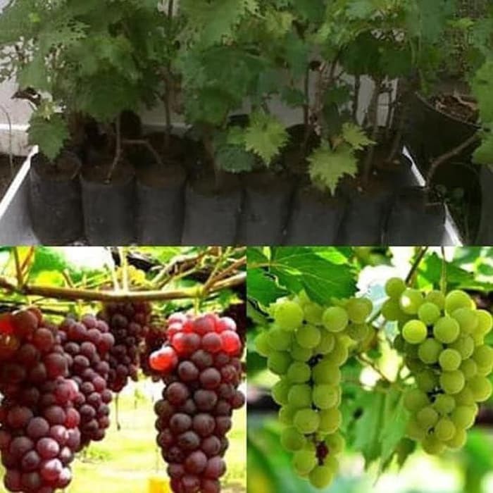 Bibit Tanaman Pohon Anggur Bibit Anggur Tanaman Anggur Buah Anggur