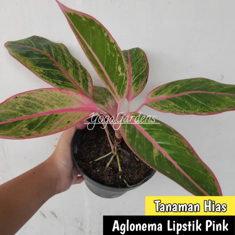 Tanaman hias aglonema lipstik pink - Aglonema Lipstik Pink - aglo Lipstik Pink
