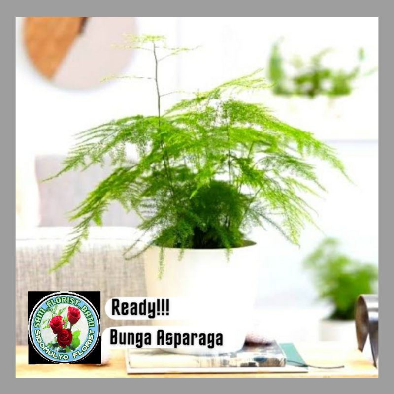Tanaman Hias Asparagus Officinalis - Bibit Bunga Asparaga / Asparagus Rimbun