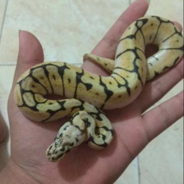 Bumble bee ball pyton