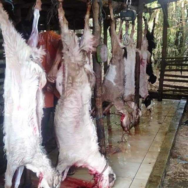 

Aqiqoh Murah Surabaya
