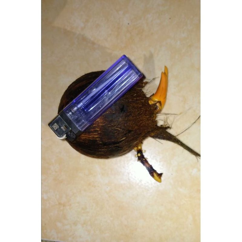 bahan bonsai kelapa orange batok kecil