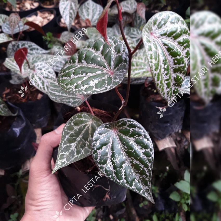 SYY Bibit Sirih Merah Pohon Sirih Merah Bibit Daun Sirih Merah Piper Ornatum Pohon Daun Sirih Merah