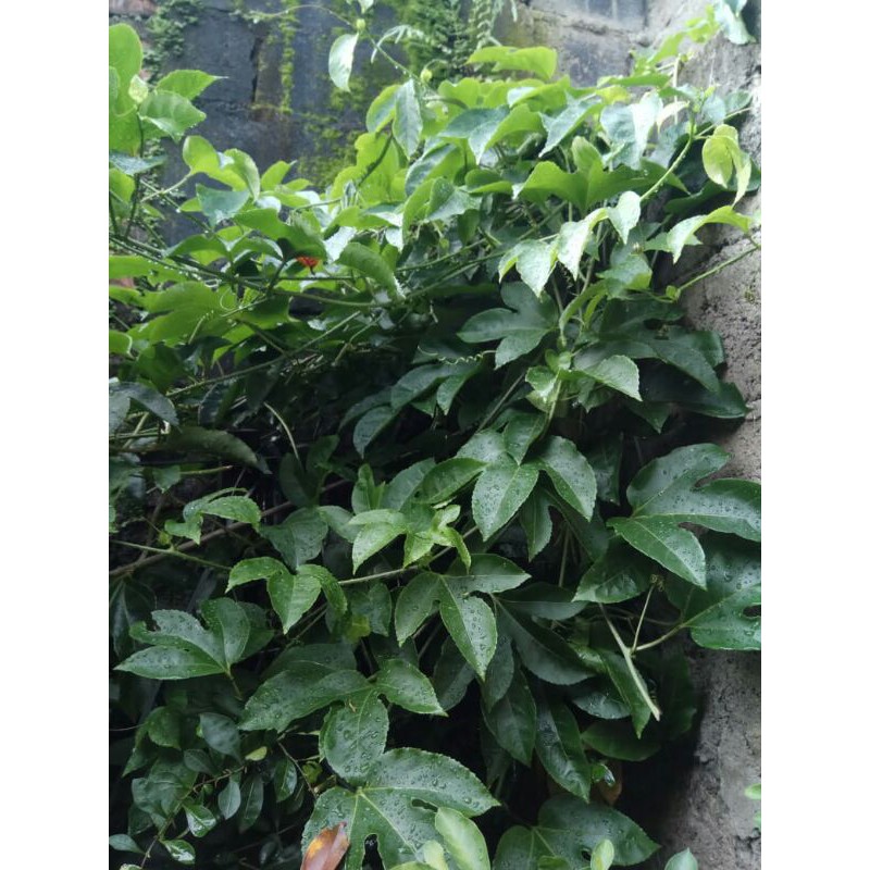 

Daun Markisa Segar