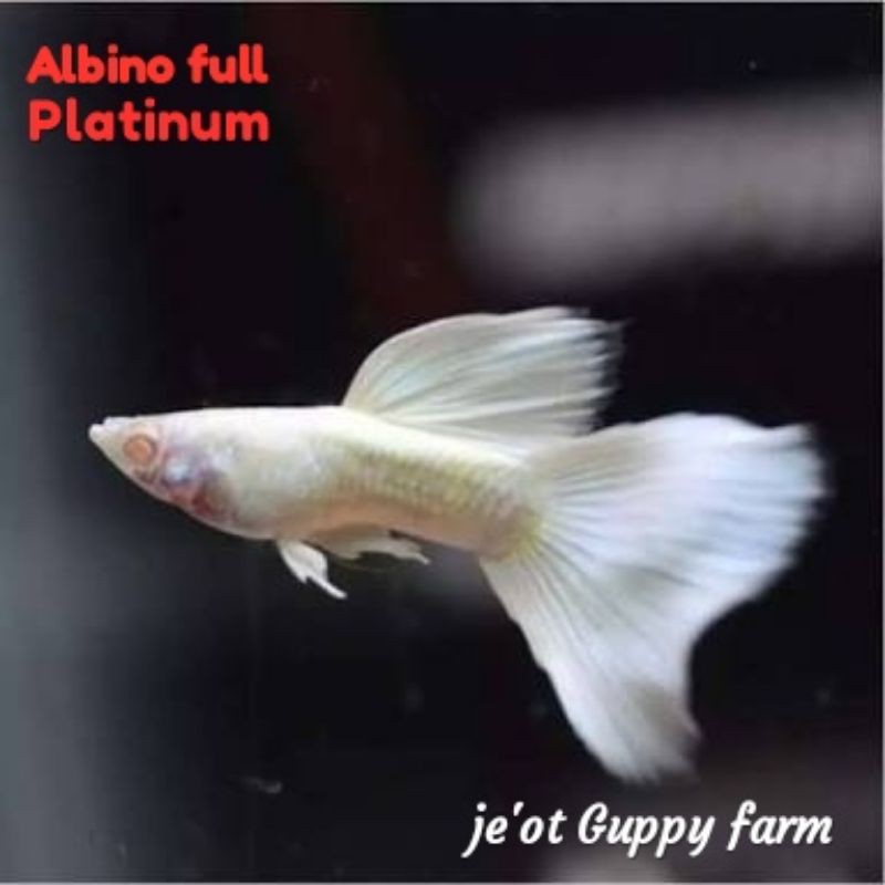 ikan Guppy albino full platinum