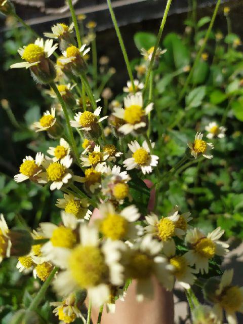 Lesindo Mesin Vacuum Sealer Alat Pres Vacum Sedot Udara Angin Plastik Kemasan