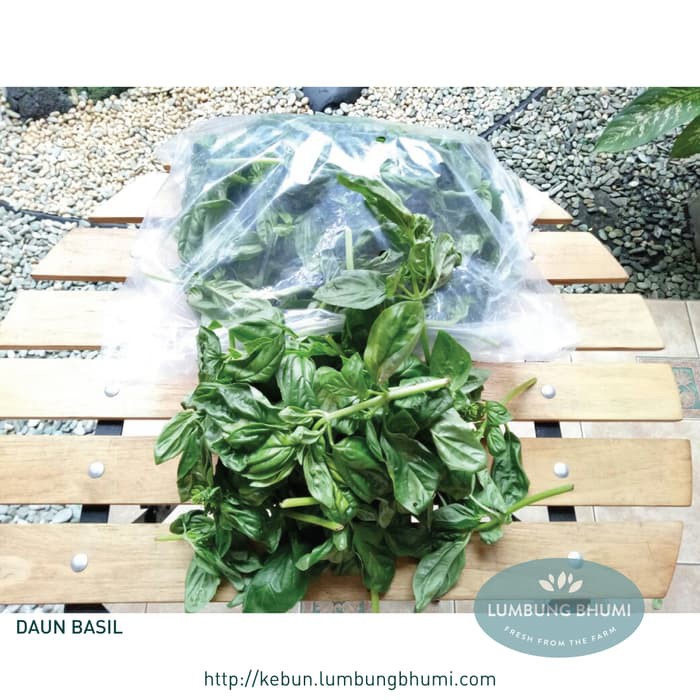 

TERMURAH DAUN BASIL GOCENG ( SAYUR - SAYURAN CURAH ) !!