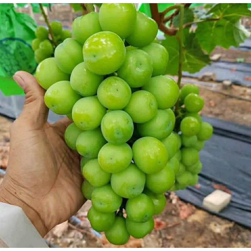 Bibit Anggur Import Shine Muscat Hasil Grafting