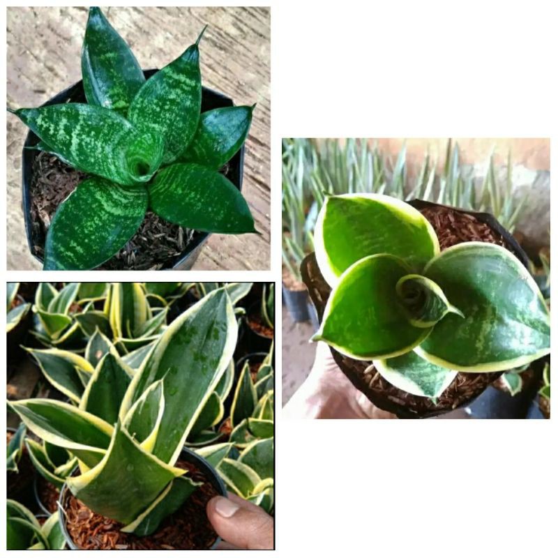 Tanaman hias Paket SANSIVERA mini murah