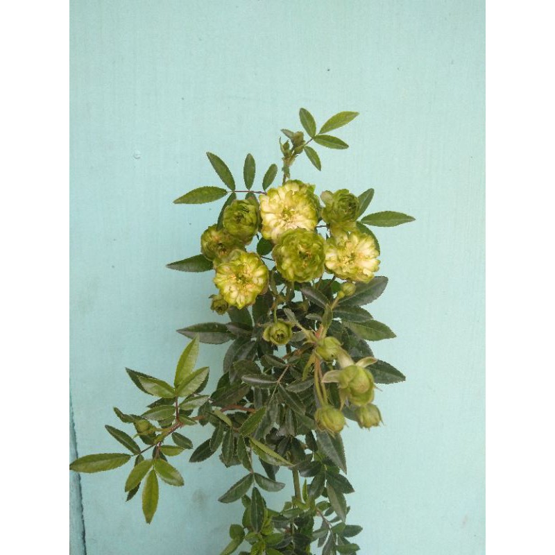 Mawar eclair / eclair green rose