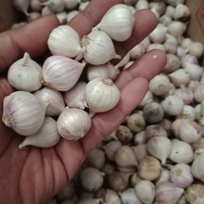 

Bawang Putih Tunggal Lanang Import Super 1.300G Berkualitas