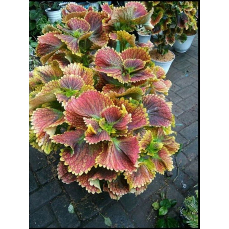 Miana Sultan Jombang , Super Premium , miana sultan