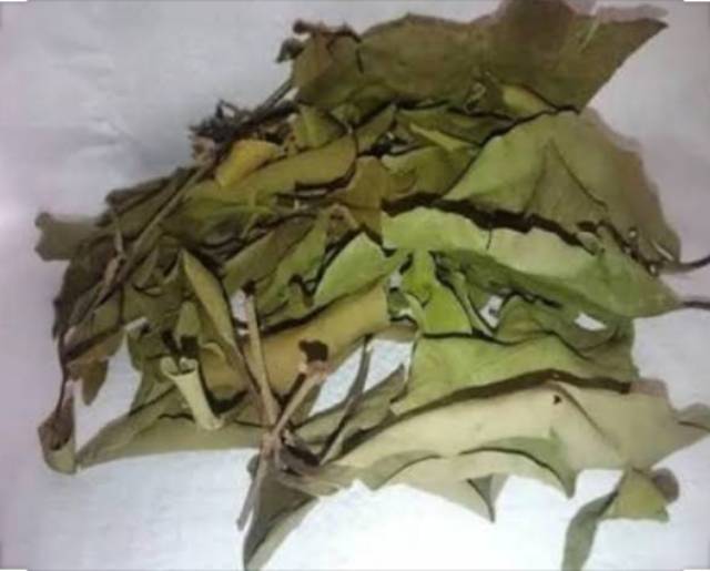 

Teh Daun Benalu Kering-Teh Asli Pohon Benalu 100 grm