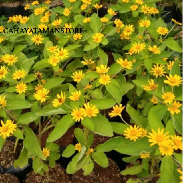 Tanaman hias bunga matahari kecil