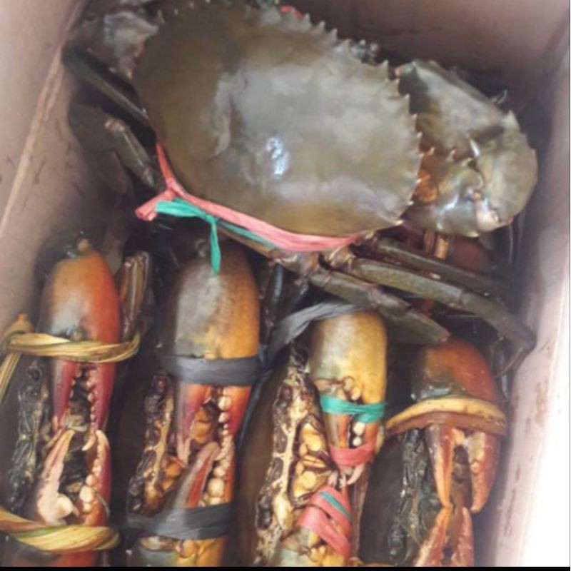 

Kepiting Daging Fresh Hidup 1 kg