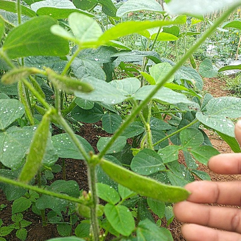 

kacang eda mami 5 kg